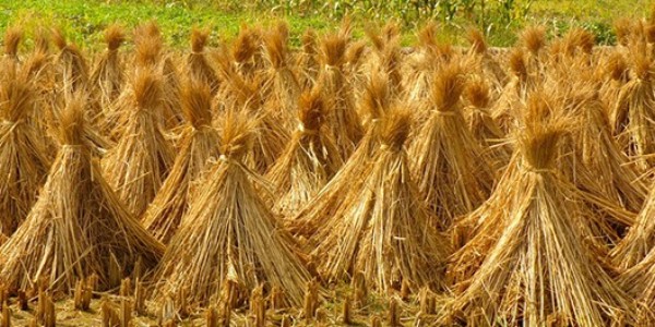 秸稈打包機有什么用？秸稈打包機工作原理詳細介紹