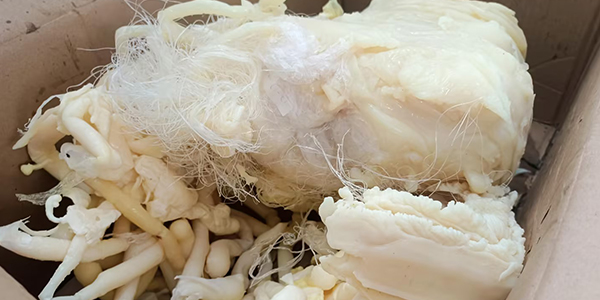 廢料不“廢”！塑料機(jī)頭料破碎機(jī)讓加工“廢料”變“碎料”